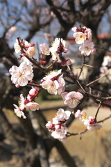 咲き始めた白梅