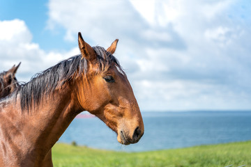 Closeup of the head of a horse on sky background