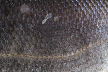 Rudd fish scales background © Alex Coan