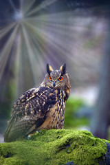 Eurasian eagle-owl (Bubo bubo), portrait in the forest. Eagle-owl sitting in a forest on a rock.Big owl with sunbeams shining through the forest.