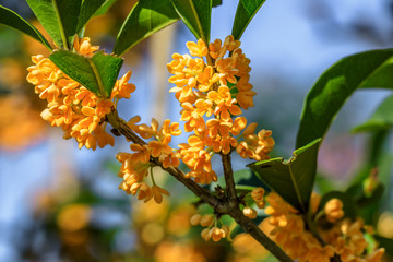 Sweet osmanthus flowers in the garden