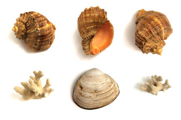 A set of seashells and corals isolated on a white background.