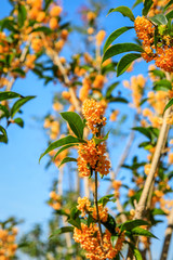 Sweet osmanthus flowers in the garden