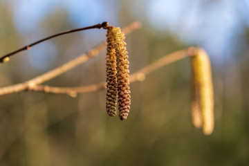 Blooming male hazelnut shrub (Corylus avellana) in spring on bright colorful background