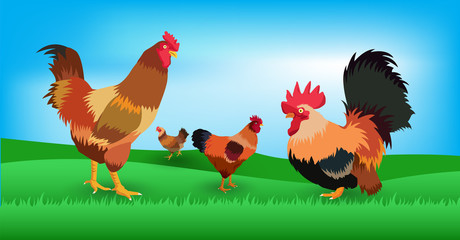 chickens at the farm, vector design