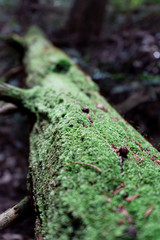 倒木に生えた苔