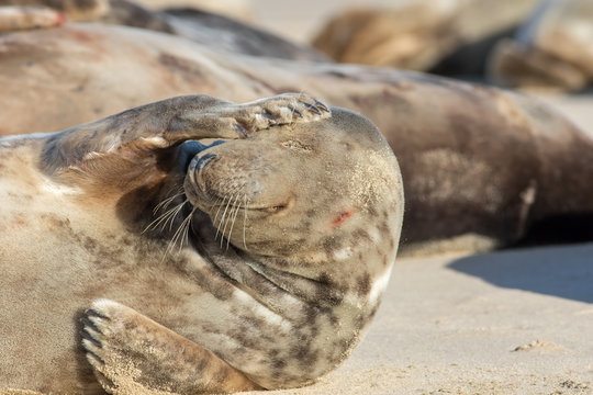 Headache. Cute seal with a hangover. Funny animal meme image.