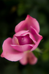 Flower plant spring beautiful nature