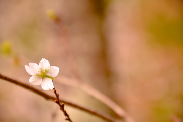 一輪の桜