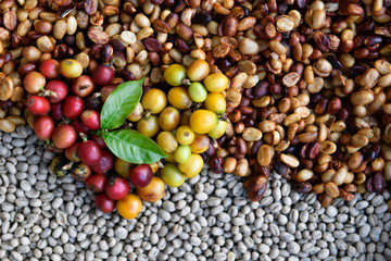 Close-up shot of coffee beans Arabica breed,