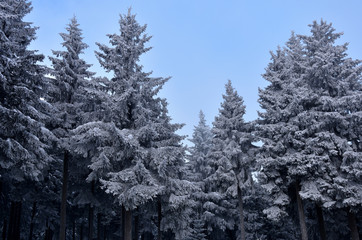 snow covered trees