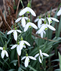Schneegloeckchen, Galanthus nivalis