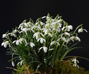 Schneegloeckchen, Galanthus nivalis