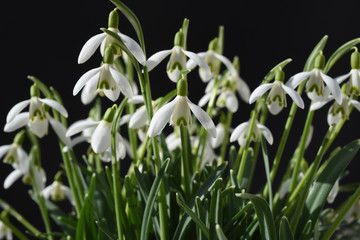 Schneegloeckchen, Galanthus nivalis