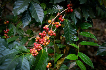 Arabica coffee beans cooked on the tree. Planted in the highlands of Chiang Mai province.