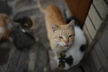 Portrait of a ginger cat on the doorstep pending, kittens in blur.