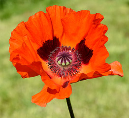 Tuerkischer, Mohn, Papaver, orientale