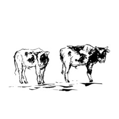 cow on white background