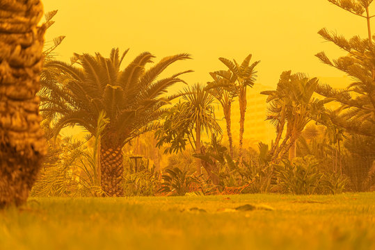 Sand storm against palm trees. Mist with sand and dust from Africa. Calima on Canary Islands. Tenerife, Puerto de la Cruz.