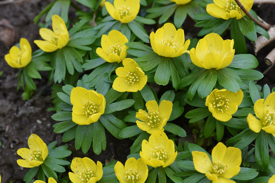 Winterling, Eranthis, hyemalis
