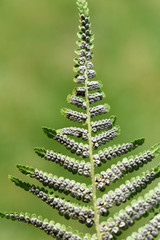 Wurmfarn, Gemeiner, Dryopteris filix-mas