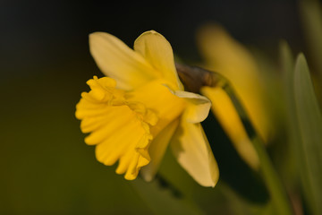 Gelbe Narzisse (Narcissus pseudonarcissus)