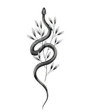 snake and plant pencil drawing, vintage style graphic black and white
