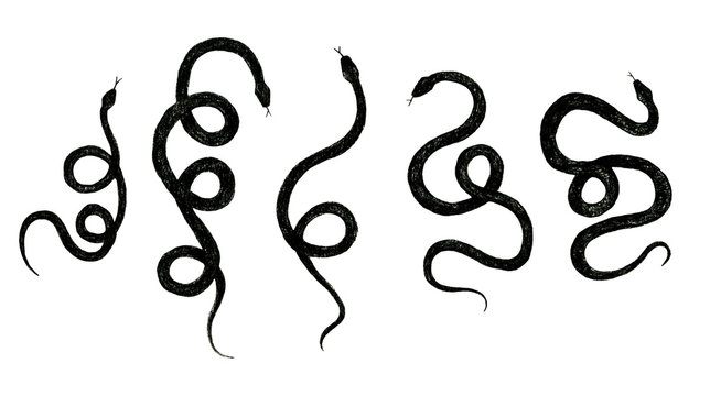 set of different snakes pencil drawing, vintage style graphic black and white, viper, python