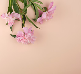 blooming pink peony buds on a peach background, empty space