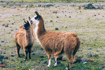 Llamas (Alpaca) in Andes Mountains, Ecuador, South America.