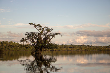 Landscape in Cuyabeno Wildlife Reserve, Ecuador