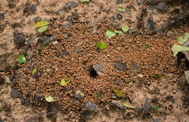 Ants nest in Cuyabeno Wildlife Reserve