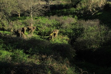 The Galician deciduous forest in the month of February