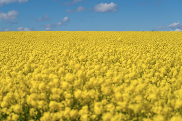 Obraz premium Landscape with rapeseed field and blue sky selective focus