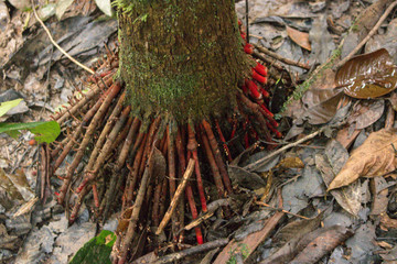 Detail of a tree in Cuyabeno Wildlife Reserve, Ecuador