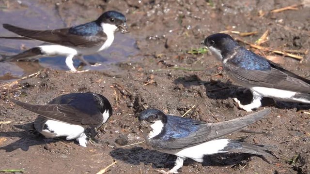 Mehlschwalbe (Delichon urbicum) sammelt an Pf&uuml;tze