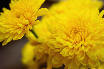 Closeup bouquet of bright yellow chrysanthemum flowers.