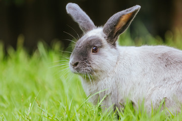 A Lop Rabbit Outside in Long Grass