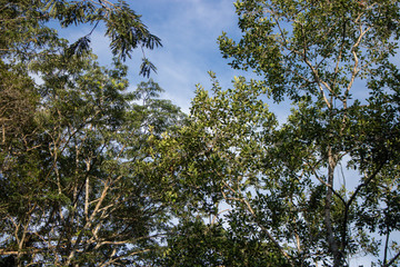 Obraz premium Plants and trees in Cuyabeno Wildlife Reserve, Ecuador