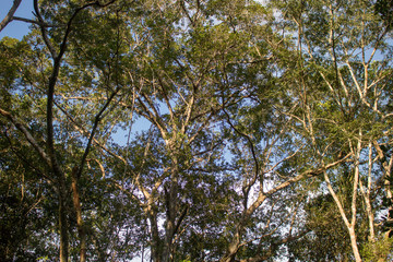 Obraz premium Plants and trees in Cuyabeno Wildlife Reserve, Ecuador