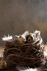 nest and quail eggs with feathers on dark background