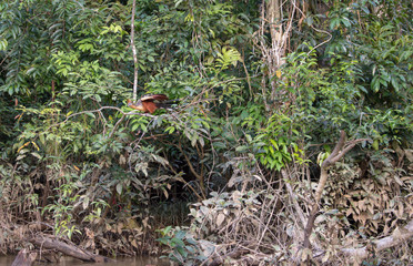 A bird on the plants in Cuyabeno Wildlife Reserve, Ecuador