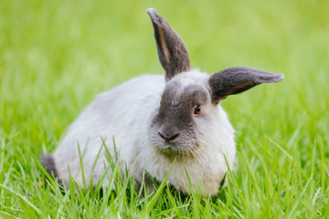 A Lop Rabbit Outside in Long Grass