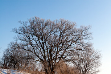 Lush tree crown without leaves, on a winter day.