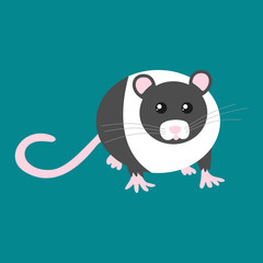 Vector illustration of a black and white fancy rat.