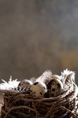 nest and quail eggs with feathers on dark background