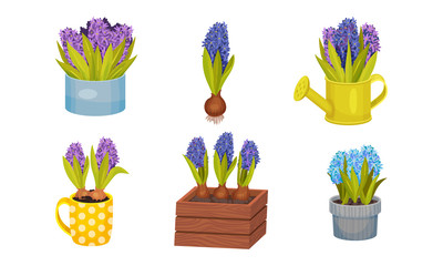Hyacinth Flower Bunch in Blue Color Growing in Flowerpot and Wooden Crate