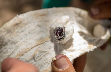 A plant in cuyabeno reserve, Ecuador