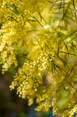 Fototapeta premium Wattle mimosa flowers in a full bloom in spring garden. 8th March Women's Day Concept