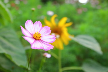 pink flowers in the garden , cosmos beautiful flowers sunlight in the morning